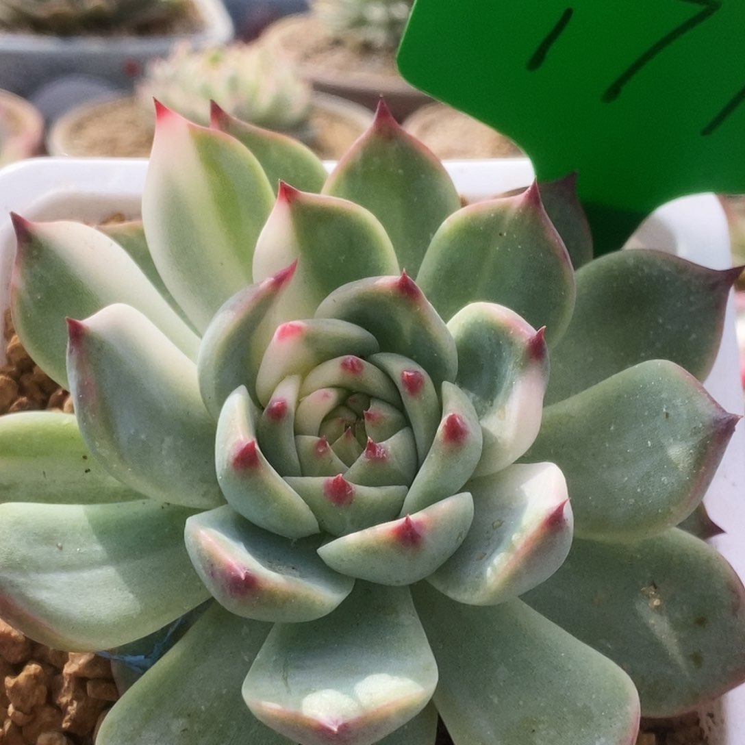 177锦锦锦锦锦锦锦锦锦