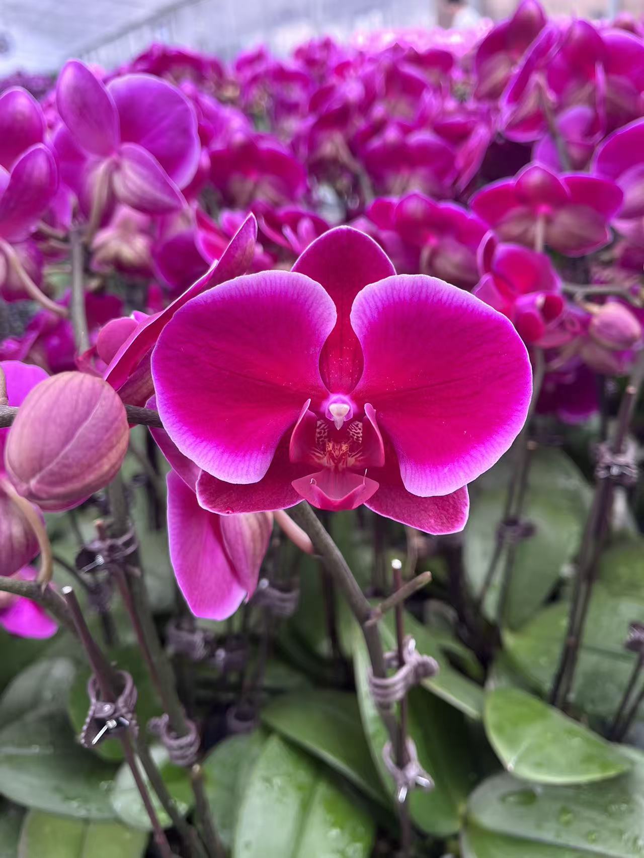 精选蝴蝶兰[香山]红色蝴蝶兰四季开花 室内花卉长花期.