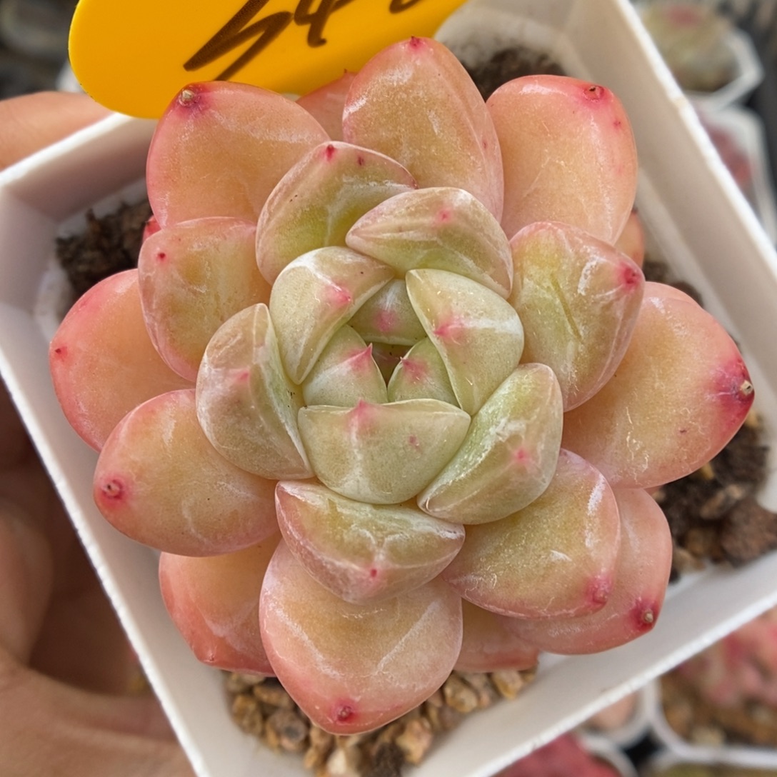 璇玑珍妮可拍346号