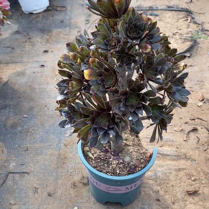 灰法92多肉植物法师法师