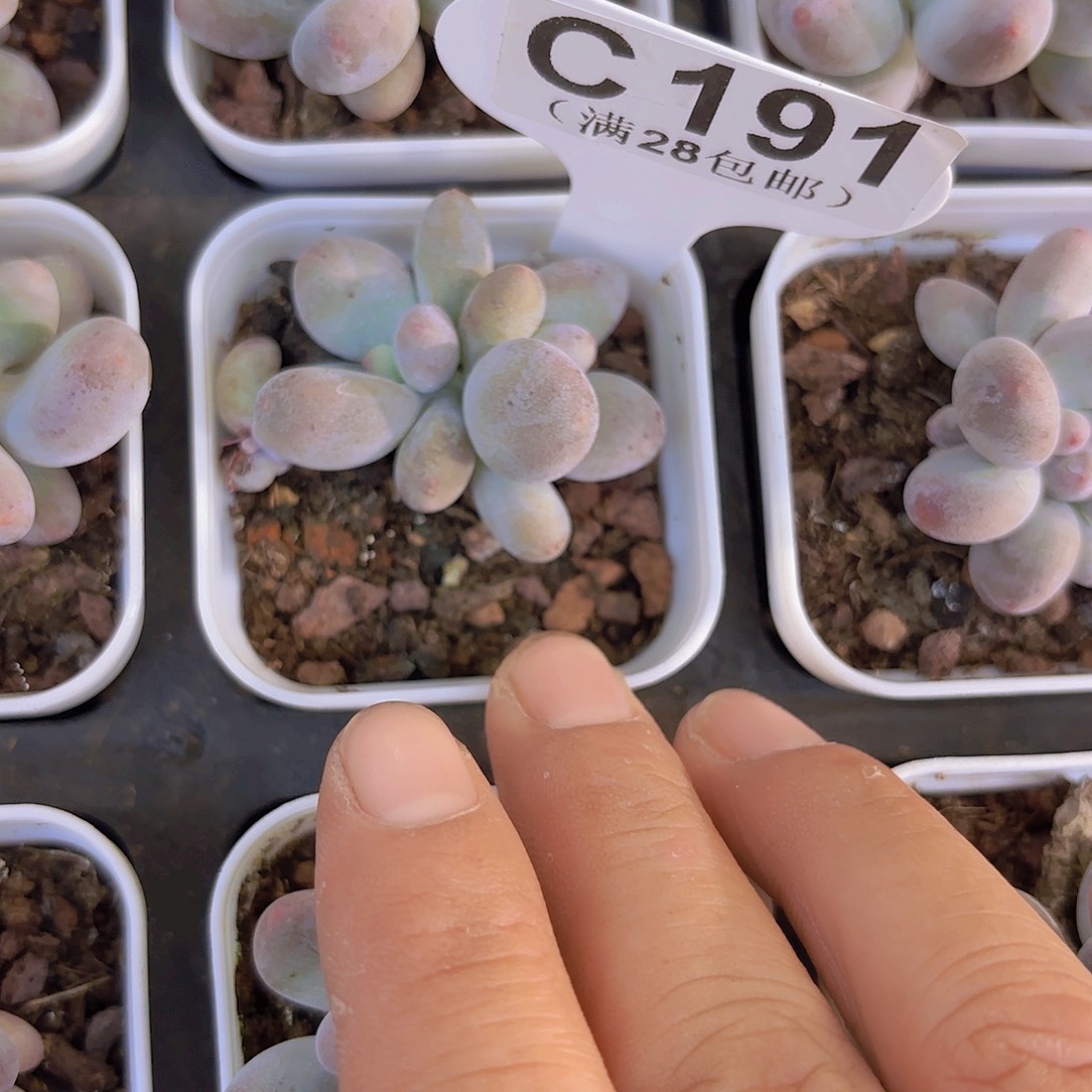 C191芭比奶一物一拍