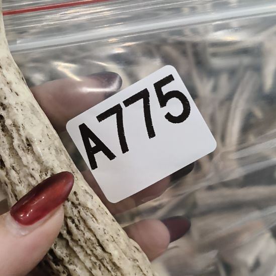 *****鹿角鹿角鹿角鹿角鹿角