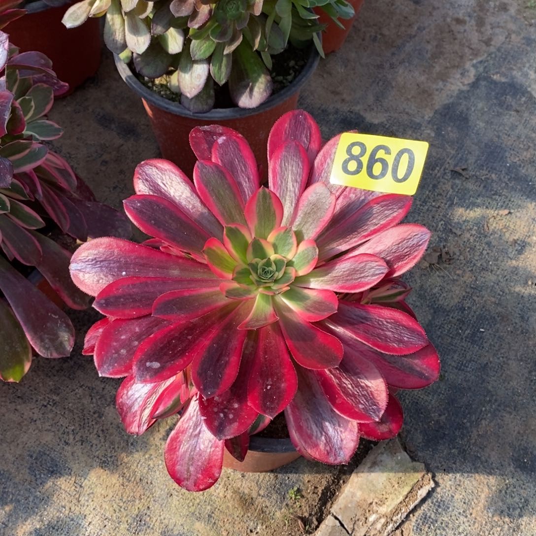 美杜莎多肉法师860嫩庄