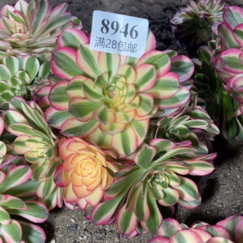 荔枝多肉多肉8946