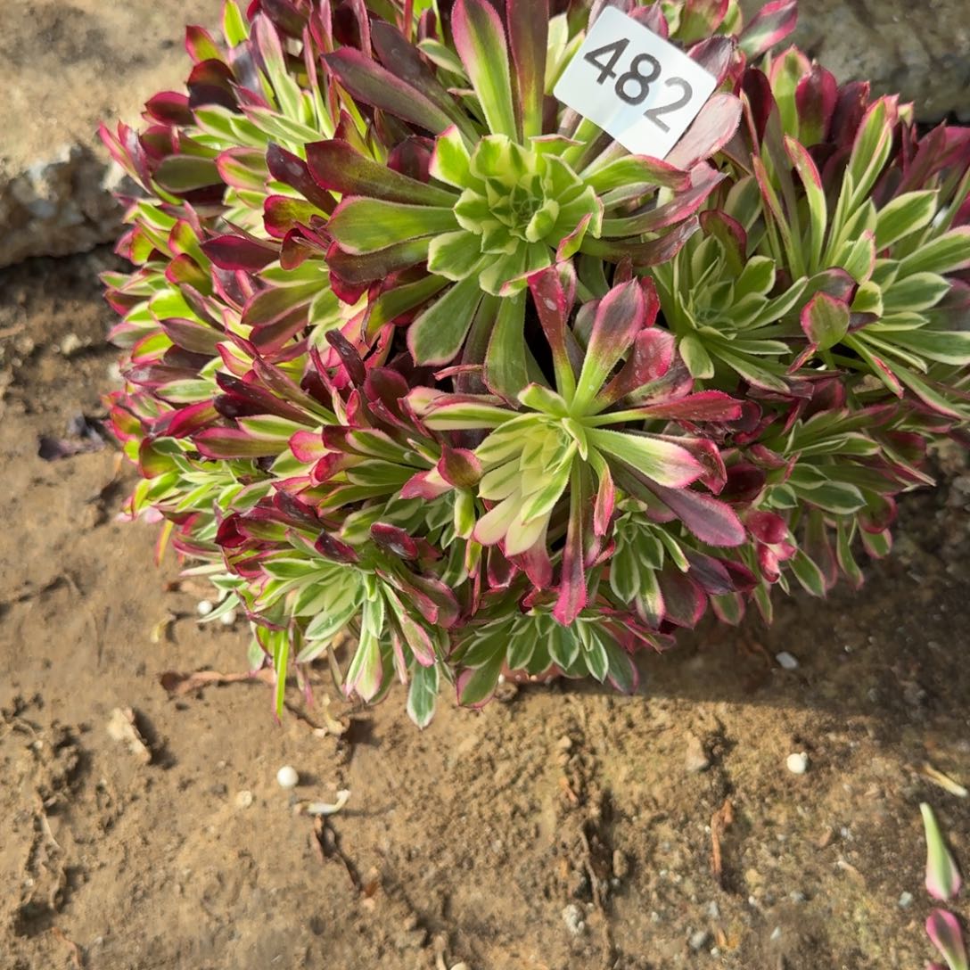 天和法师多肉482号法师多肉