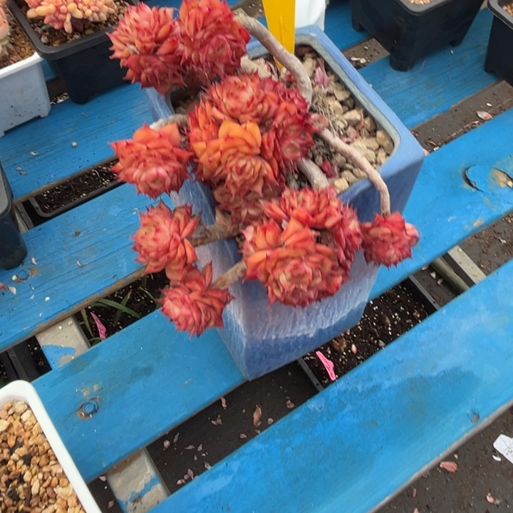 芳***芳966多肉5788588888888