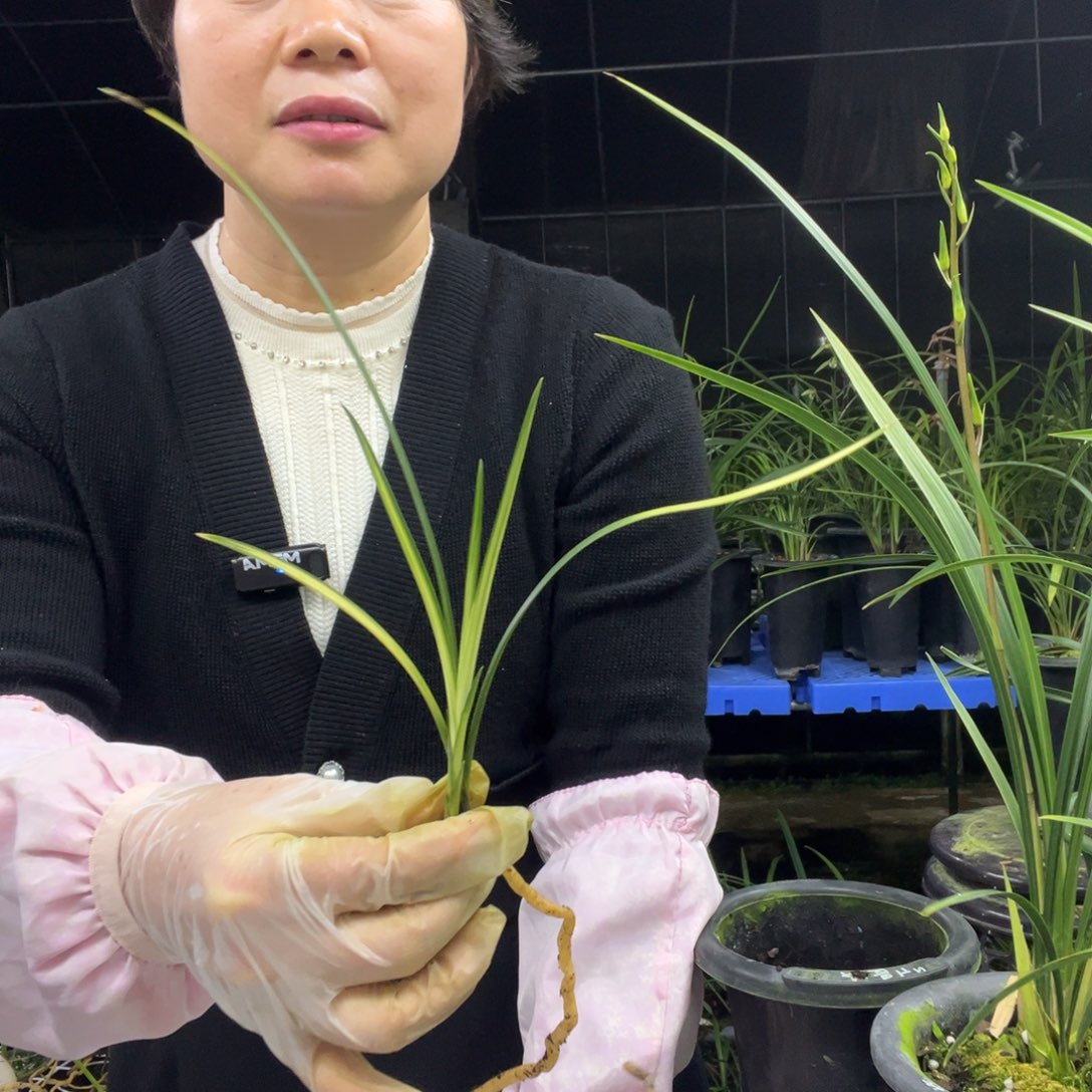 完全开放寒兰掌上明珠1母苗带大亚