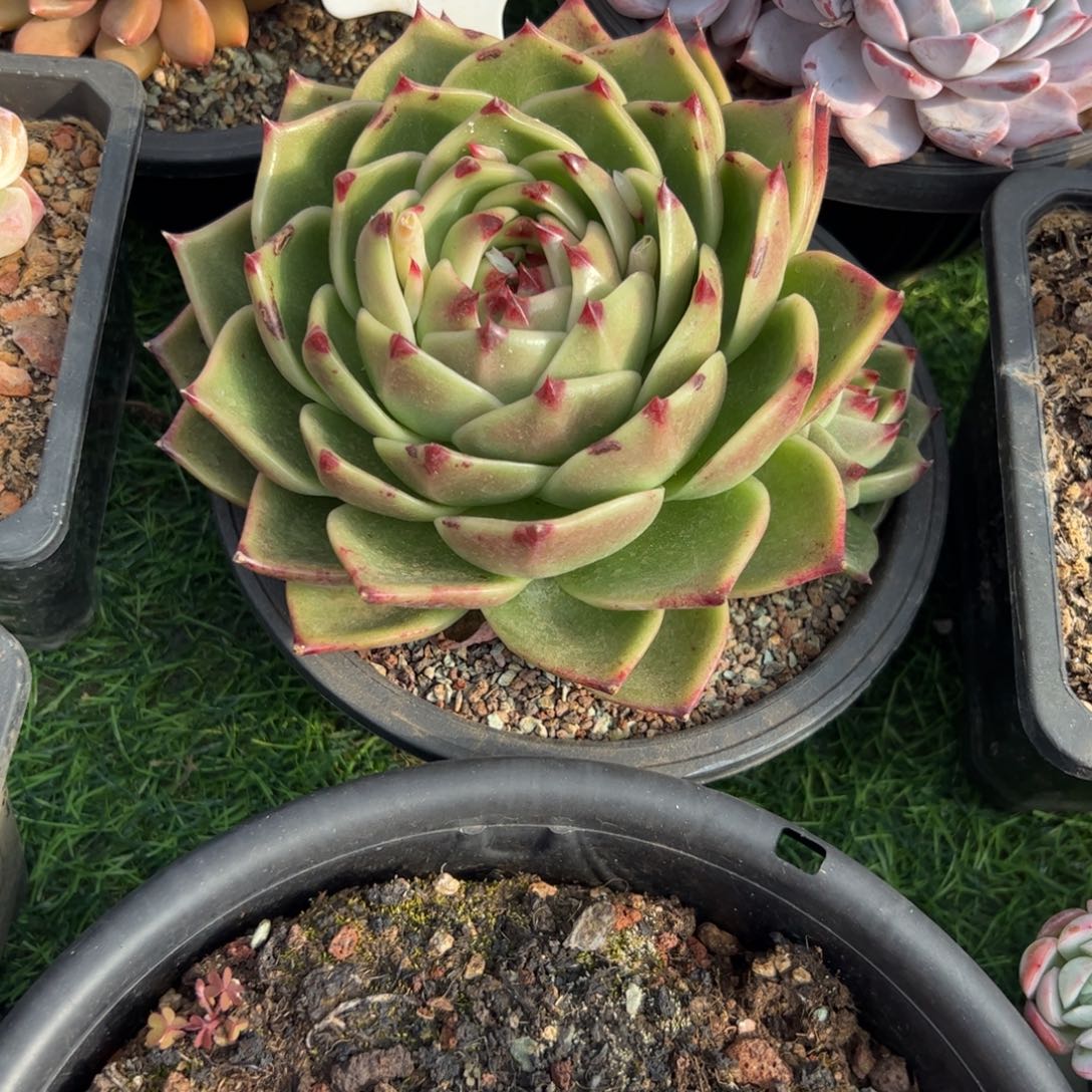 蓝龙多肉植物保护研究所