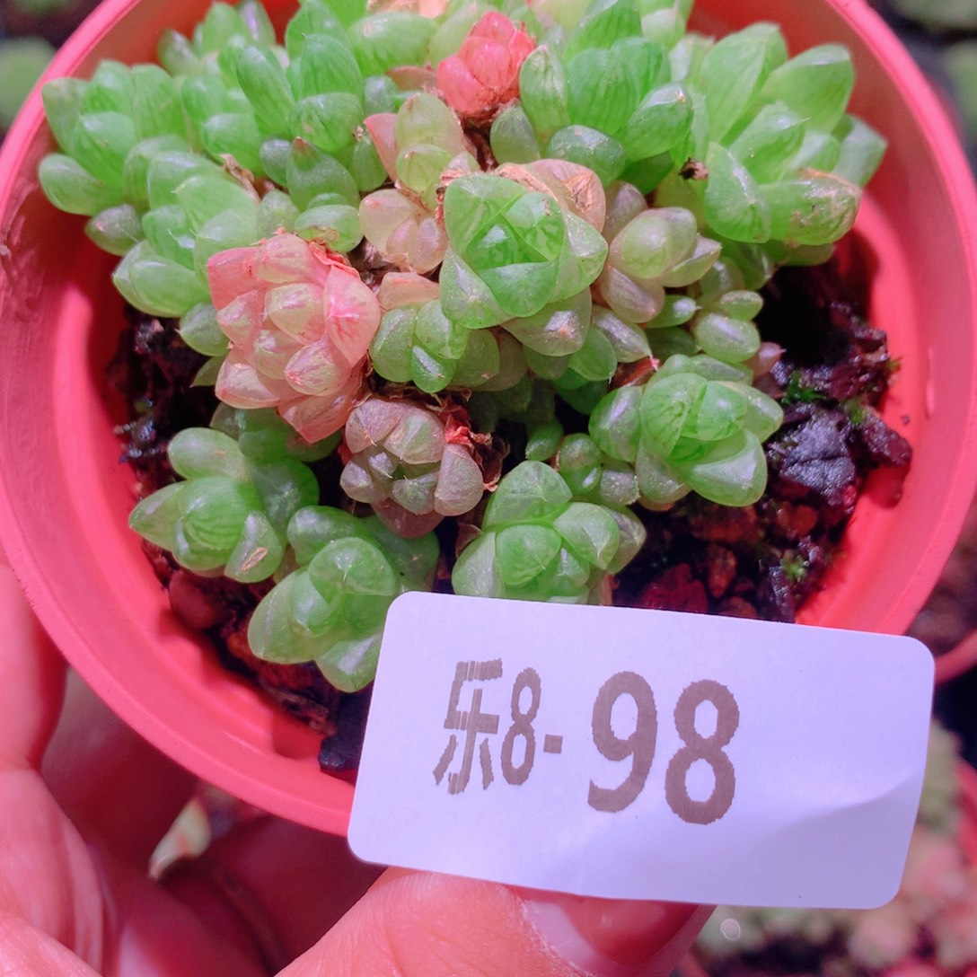 乐然8-98 草玉露群 