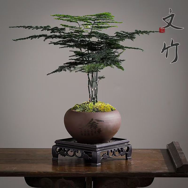 （陶瓷盆）文竹盆栽室内外通用四季常青好养护办公室客厅绿植花卉