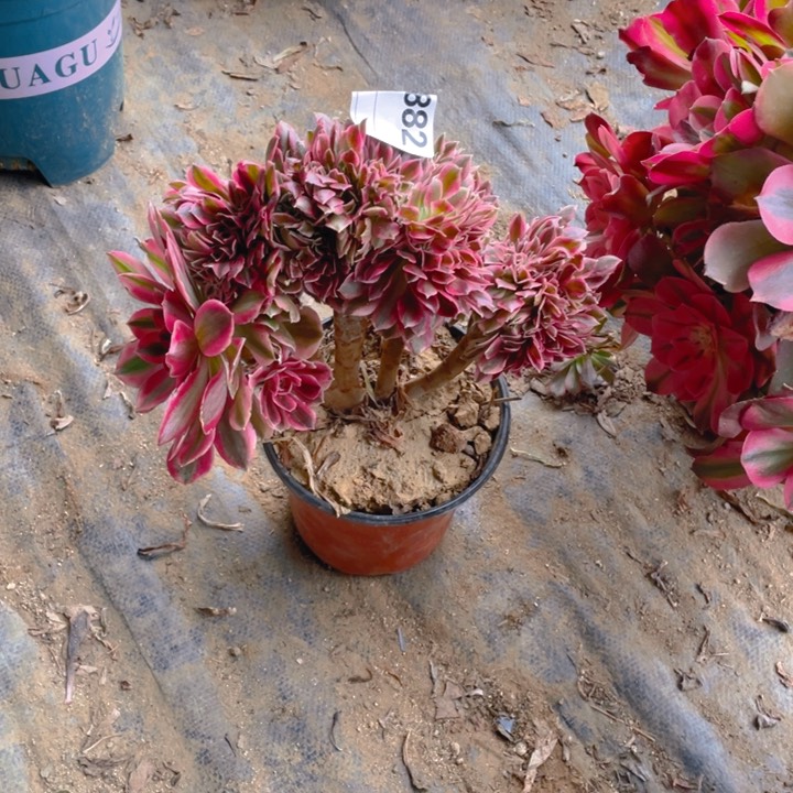 多肉粉女巫缀化882