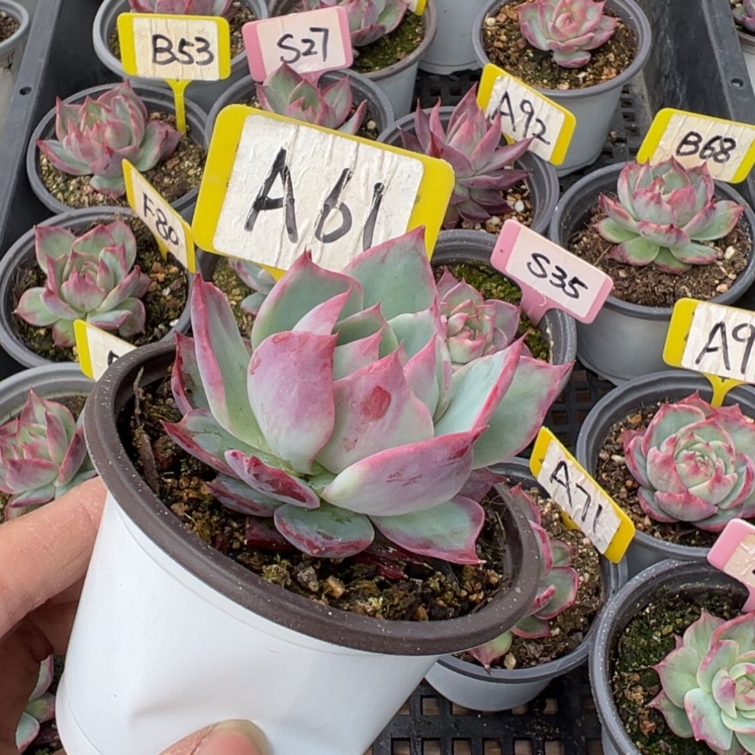 普**人A61惊鸿多肉