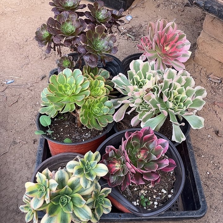 731多肉植物组合，