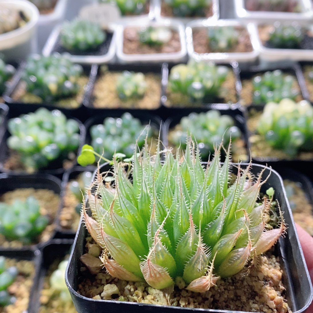 钻石实生针管玉露