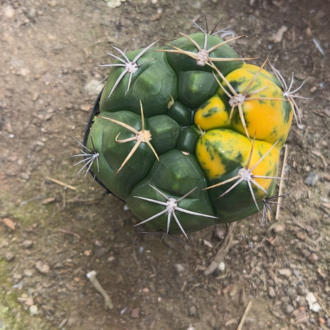 用***4实生海王锦一物一拍