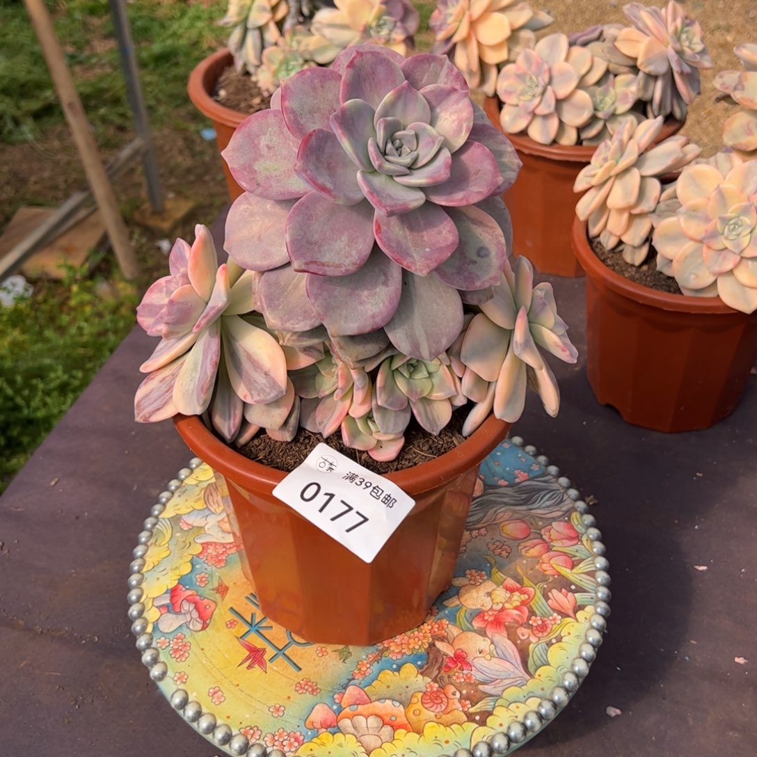 0117多肉植物纤维维生素