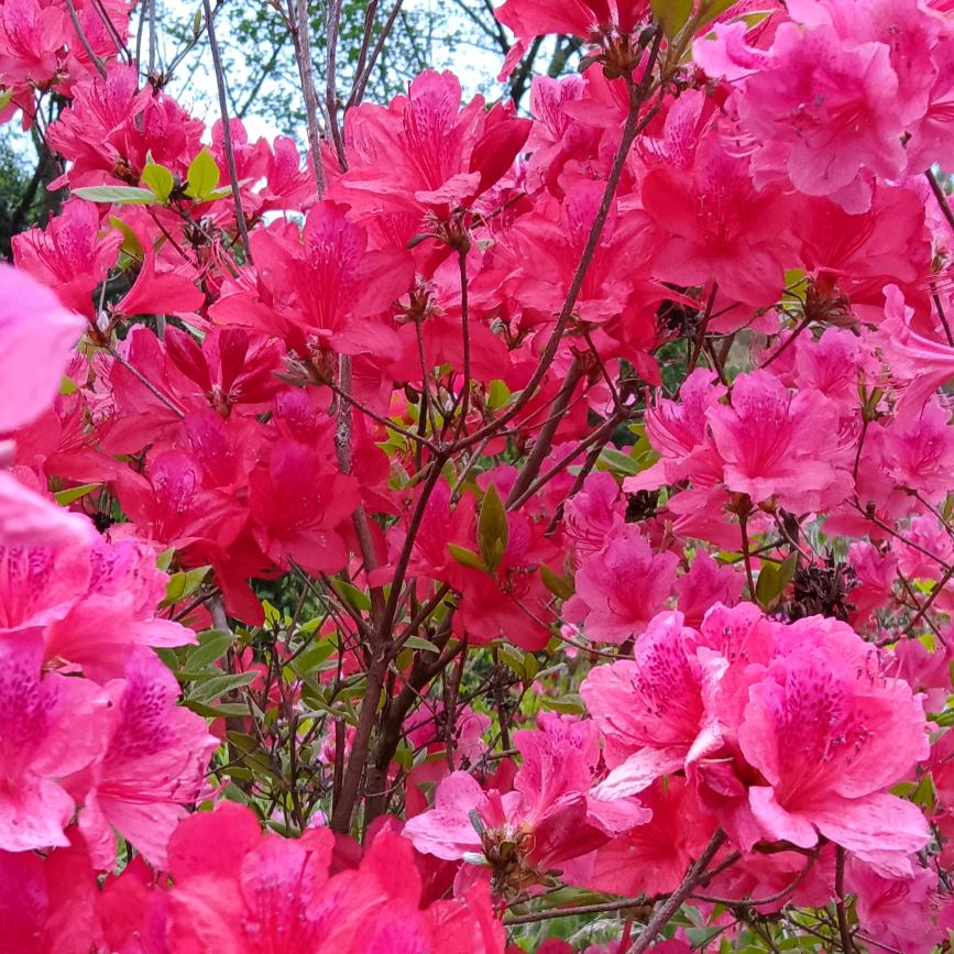 映山红杜鹃花苗庭院盆栽花卉植物黄红紫地栽