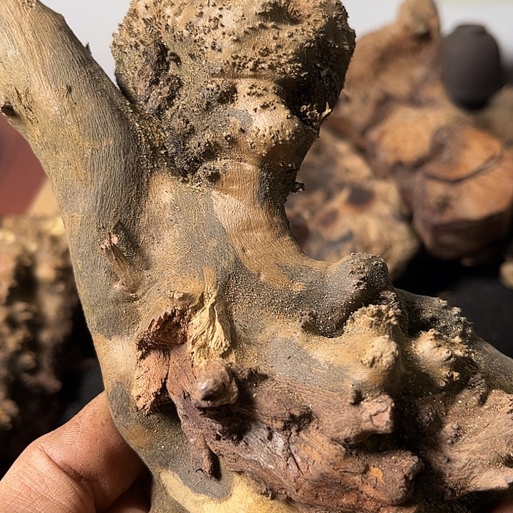 磨***石香榧木我们的确是一个人的生活