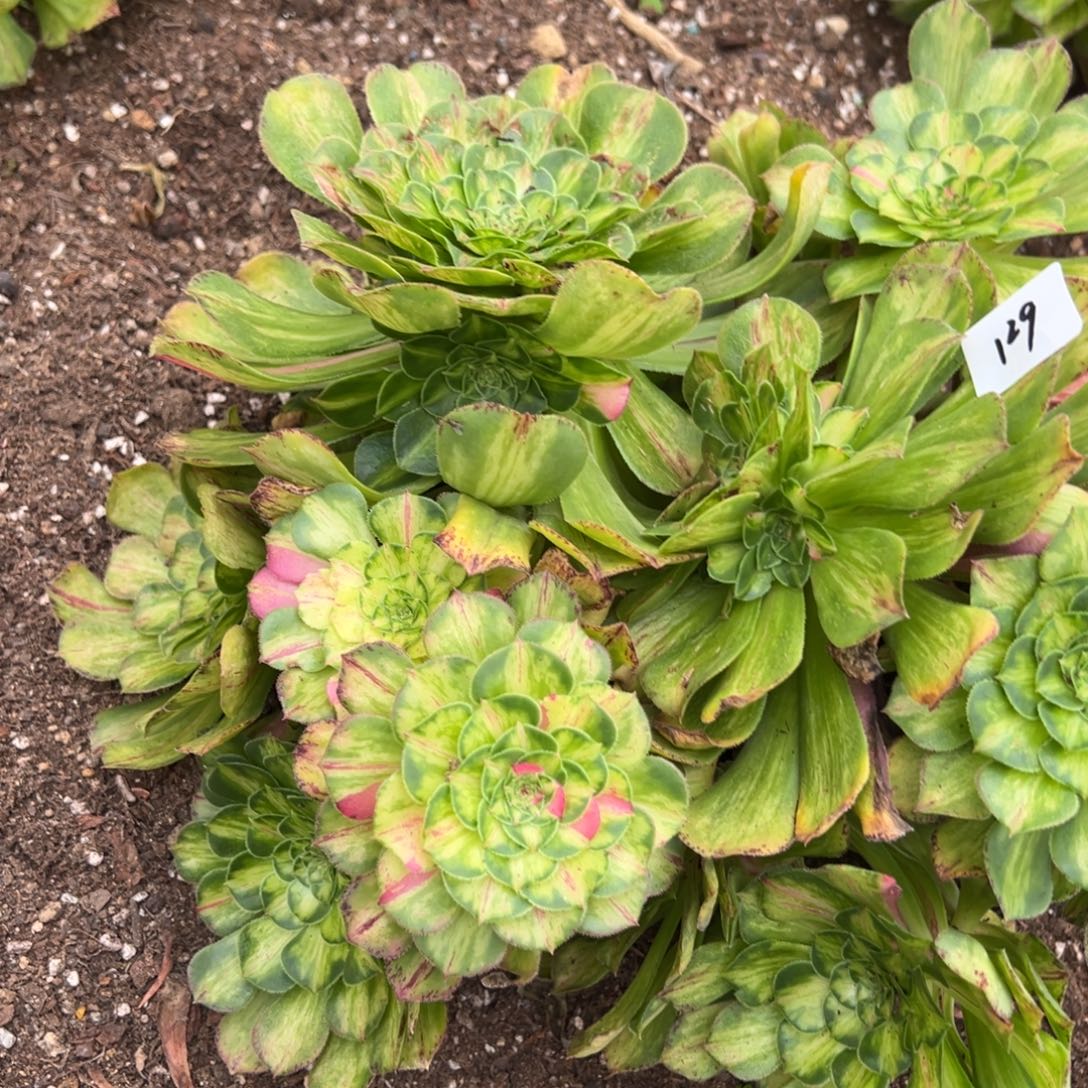 129知否两颗多肉椅子