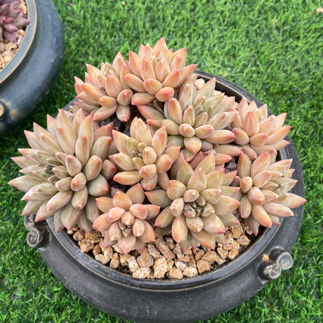 梵高群生多肉植物