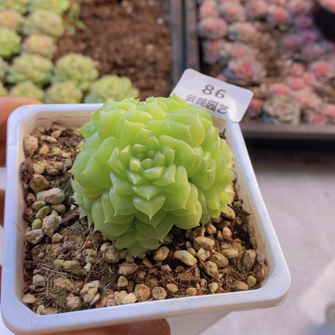 一物一拍。 086。 带盆