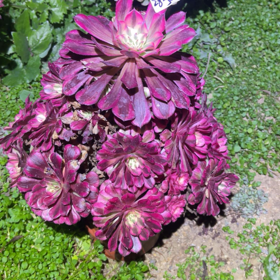 林***垚12-28-50红铜葫锦法师锦