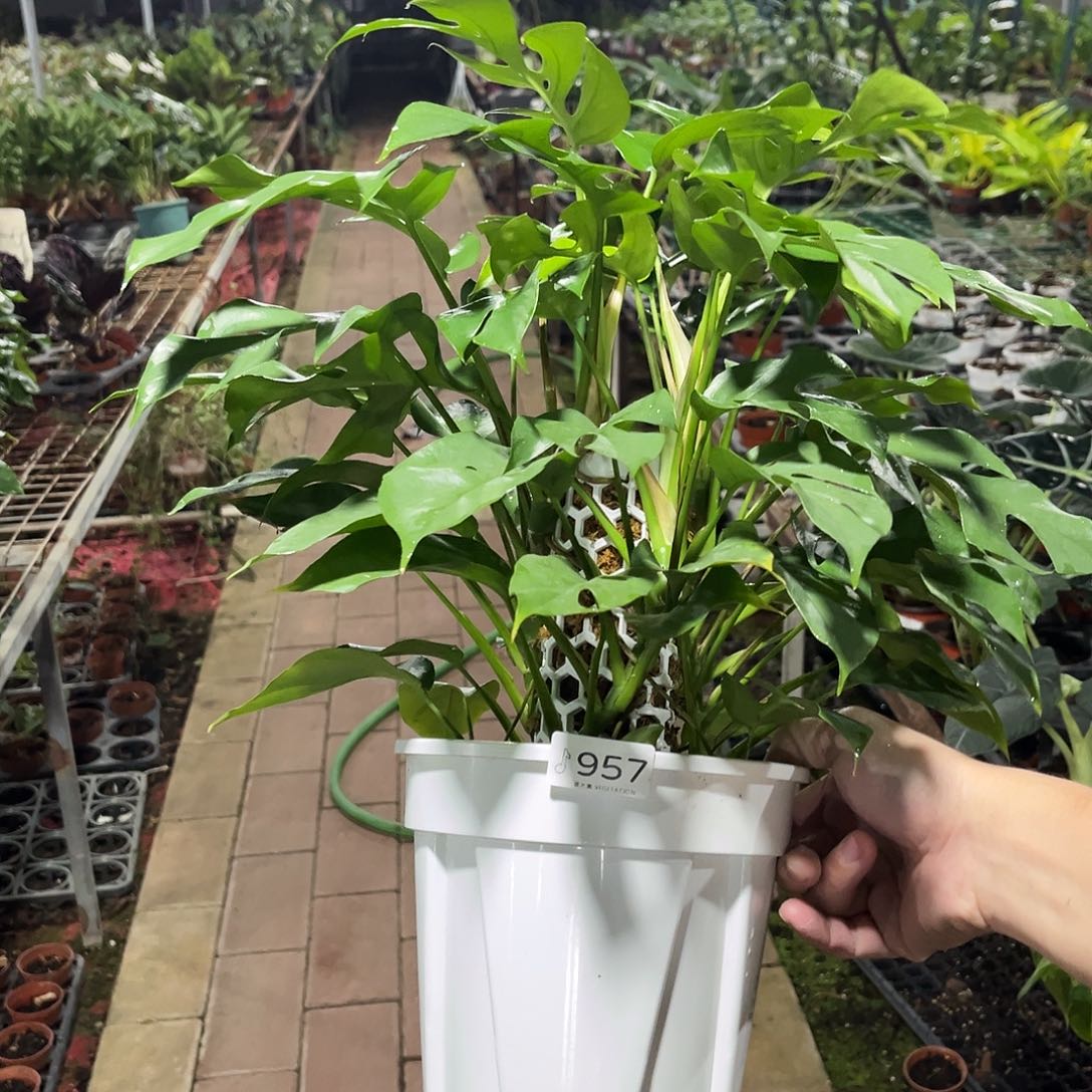 无花朵957姬龟背 