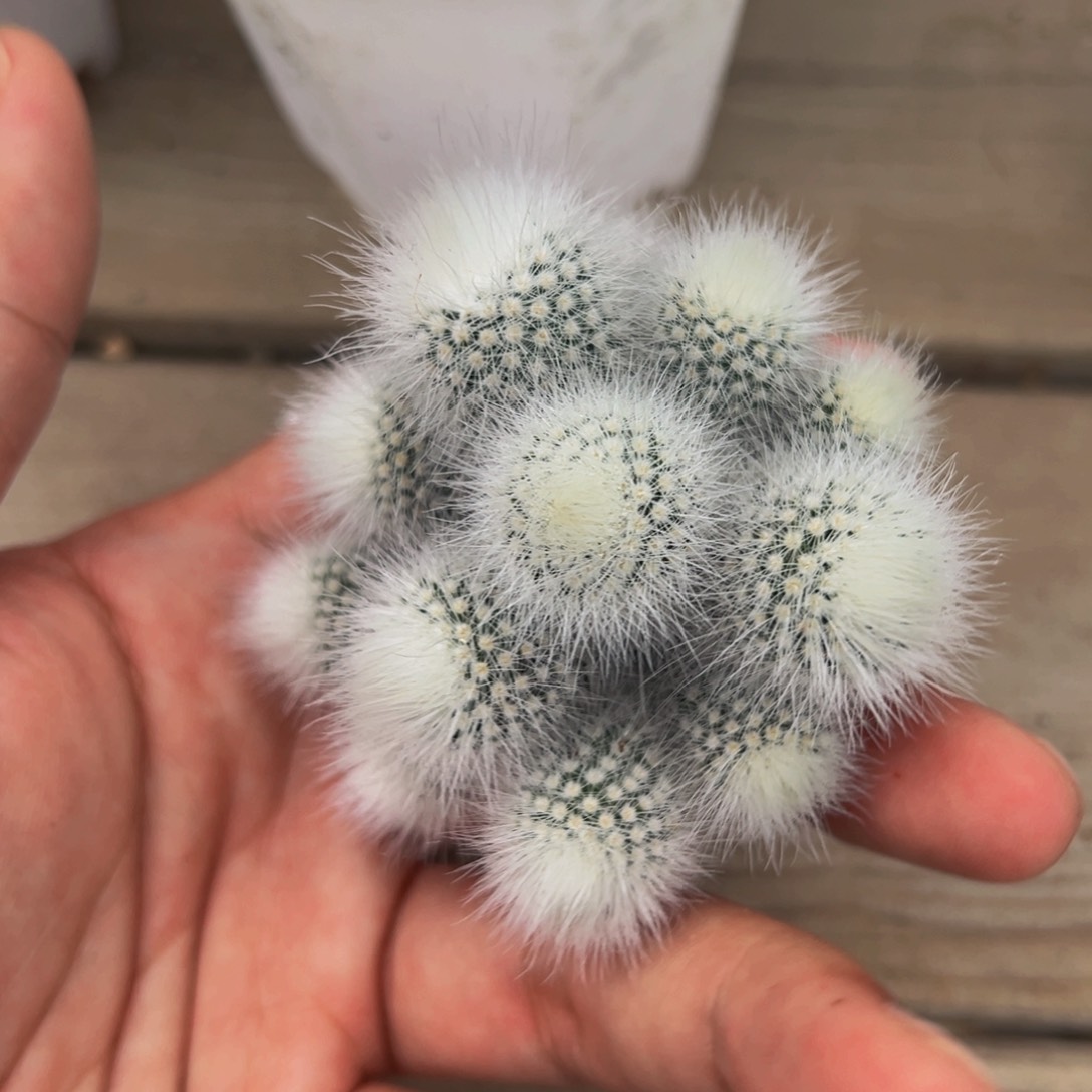 307实生根多肉植物裸根发货