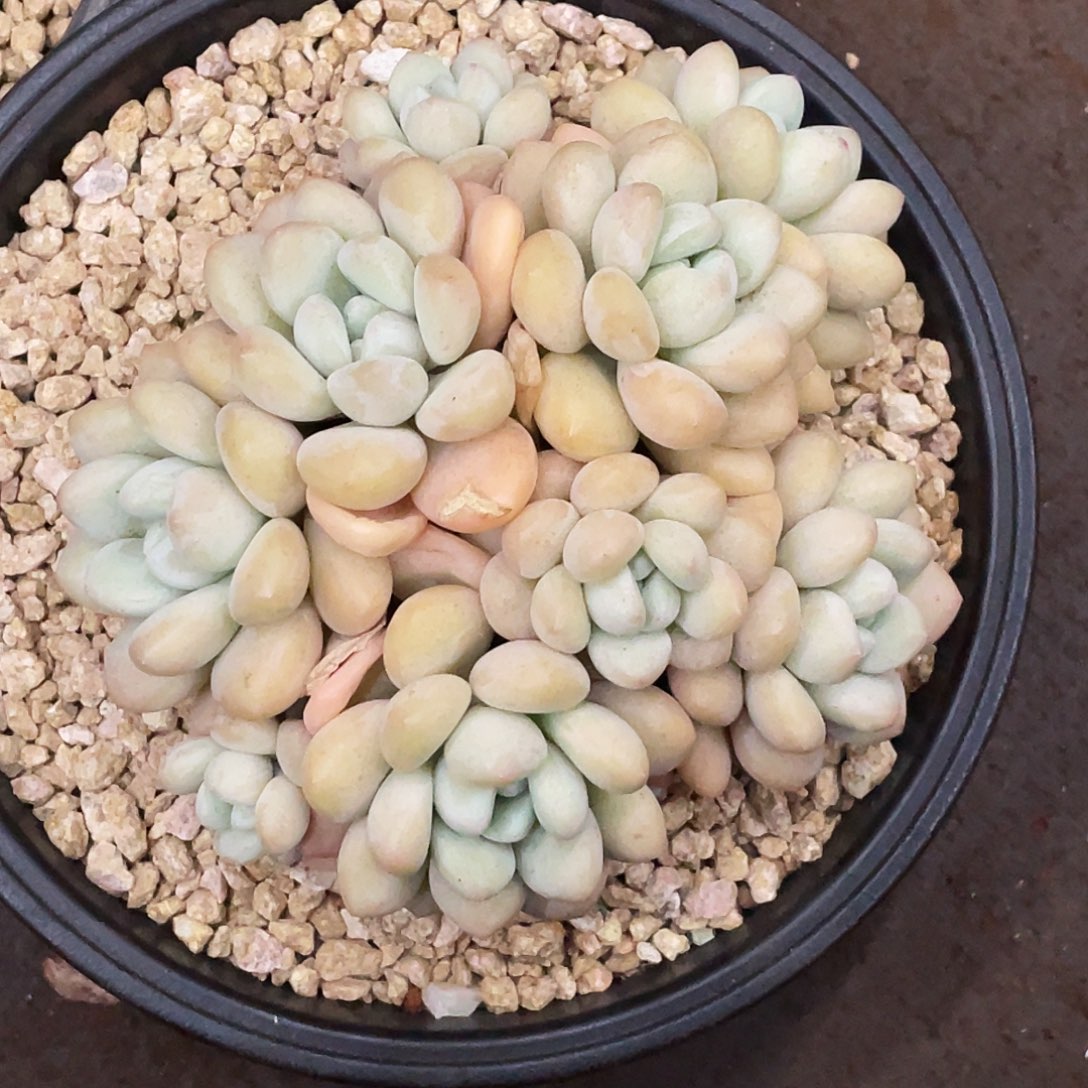 琳姐多肉链接的时候