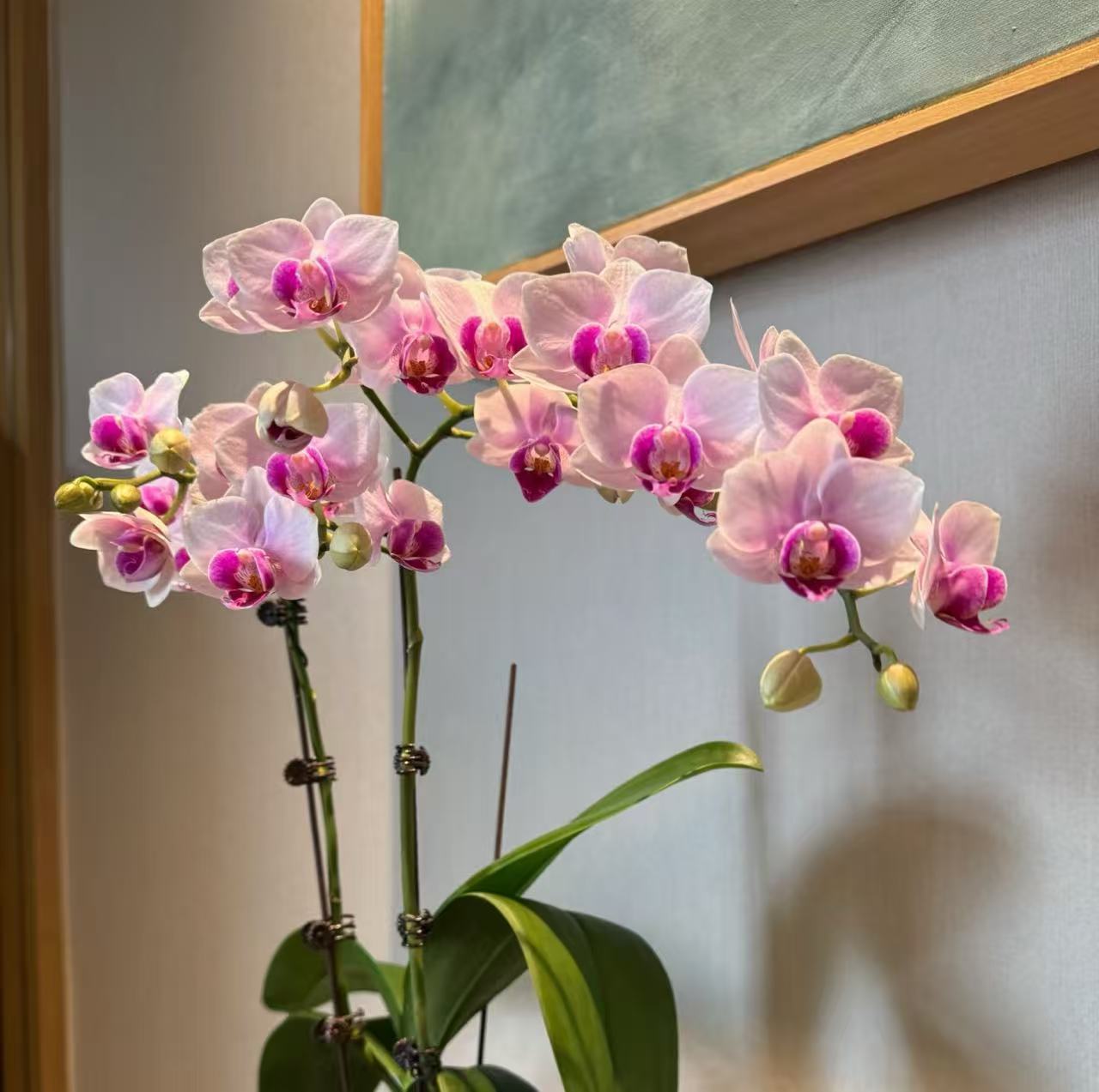 【秀新甄选】蝴蝶兰【小白兔花苞株】3.0寸无花带花苞发货