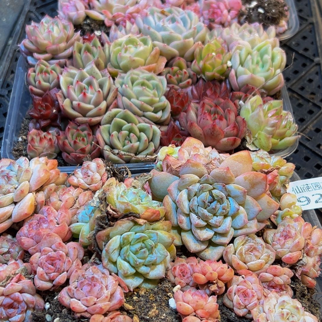 922多肉葡萄领导人物库资料