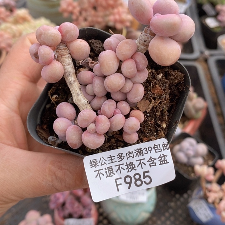 腰子桃蛋985多肉植物