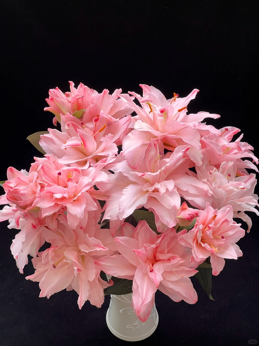 【布朗尼】重瓣香水百合 一单包邮 云南鲜花昆明基地现采现发