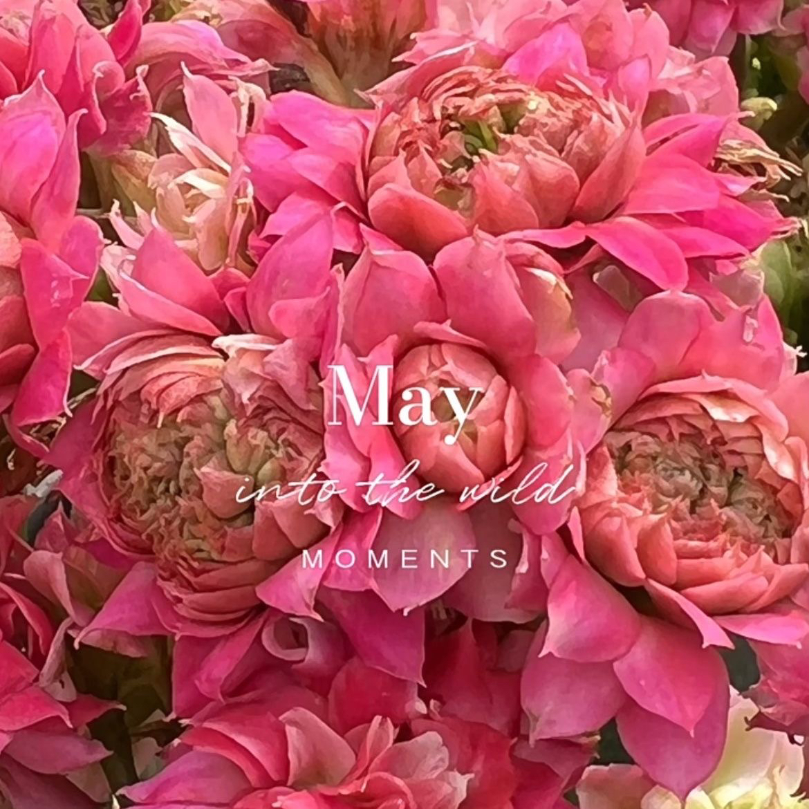 超大花巨星粉紫色重瓣110盆长寿花