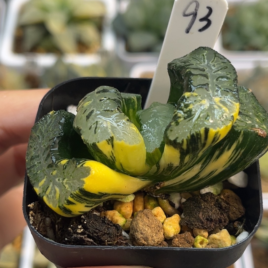 93北斋玉扇锦福利专场