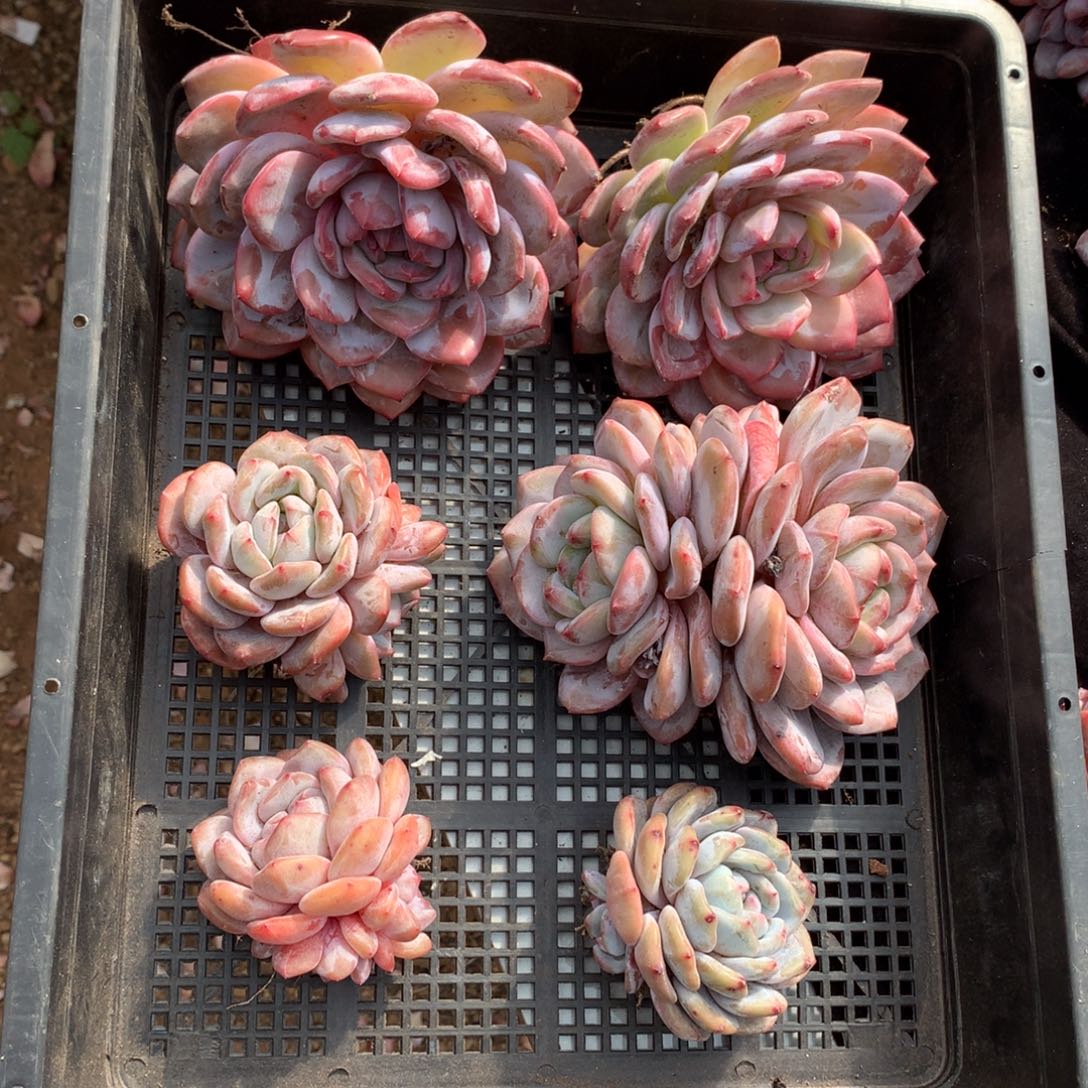 哈哈哈哈哈哈哈哈哈