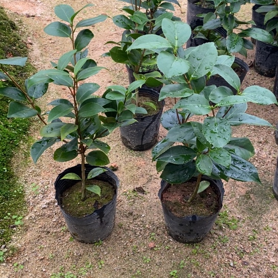 当前无花栽培后可以开花