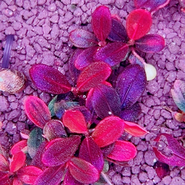 福利25号福利价植物一丛