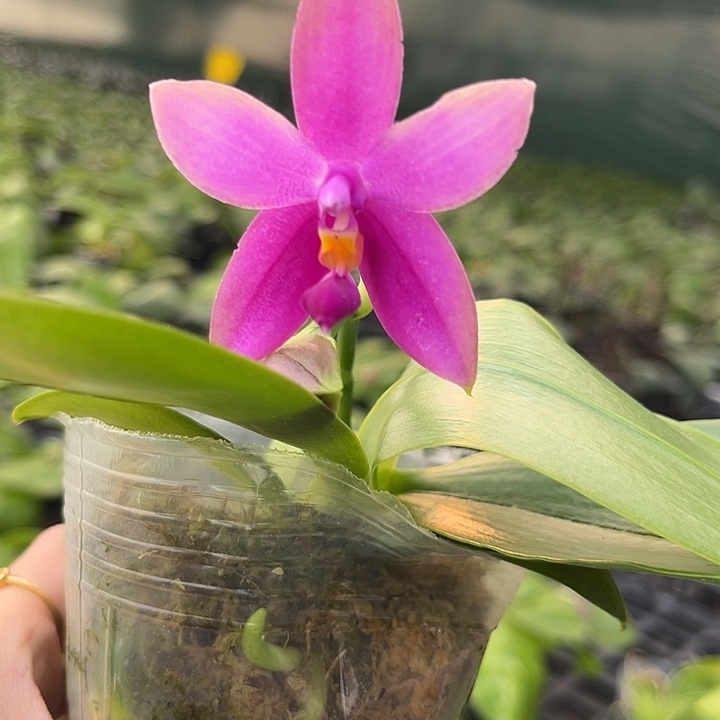 大部分花苞少量开放原生