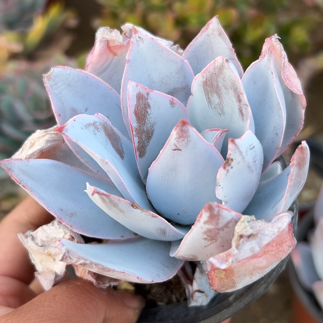 多肉植物多肉植物