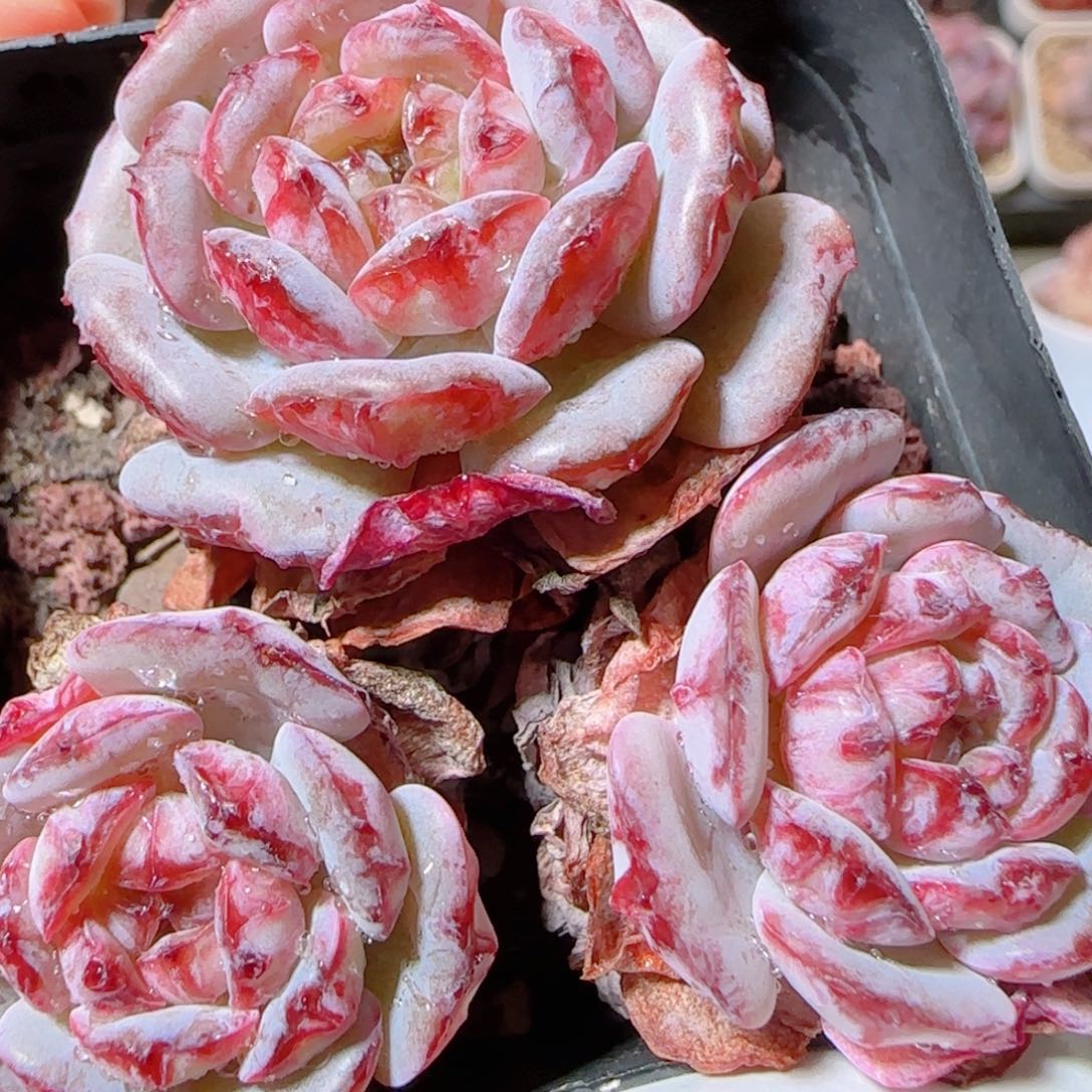 话多肉肉1205-96母本溏心