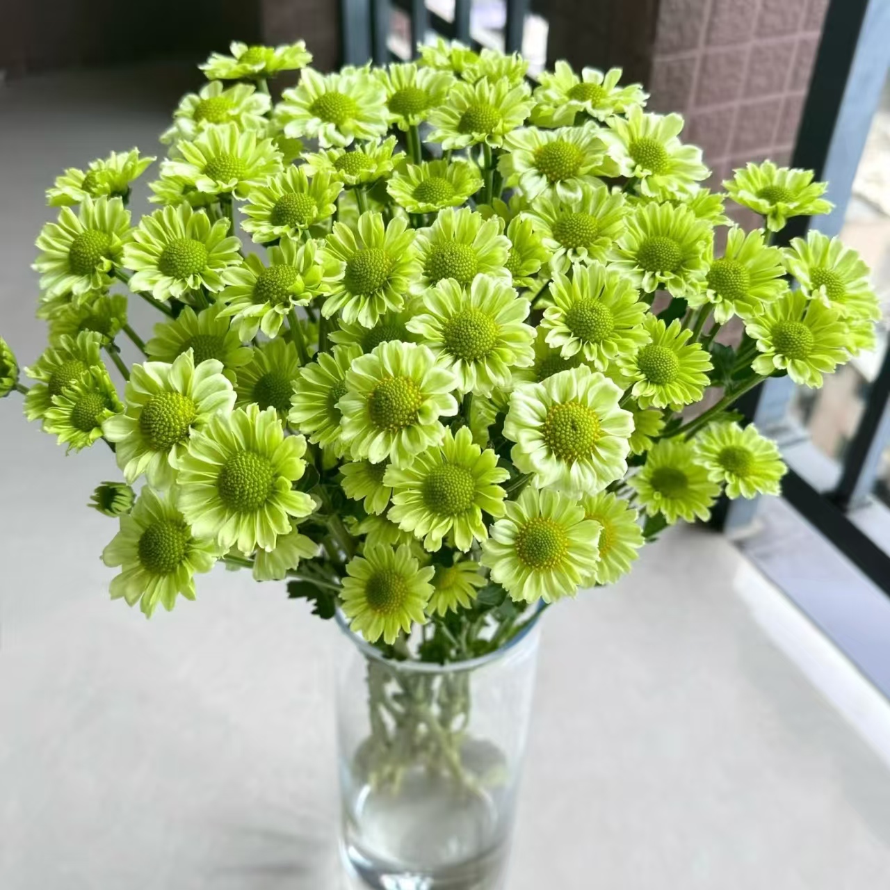 10枝抹茶小雏菊【两单京东或顺丰快递】云南鲜花