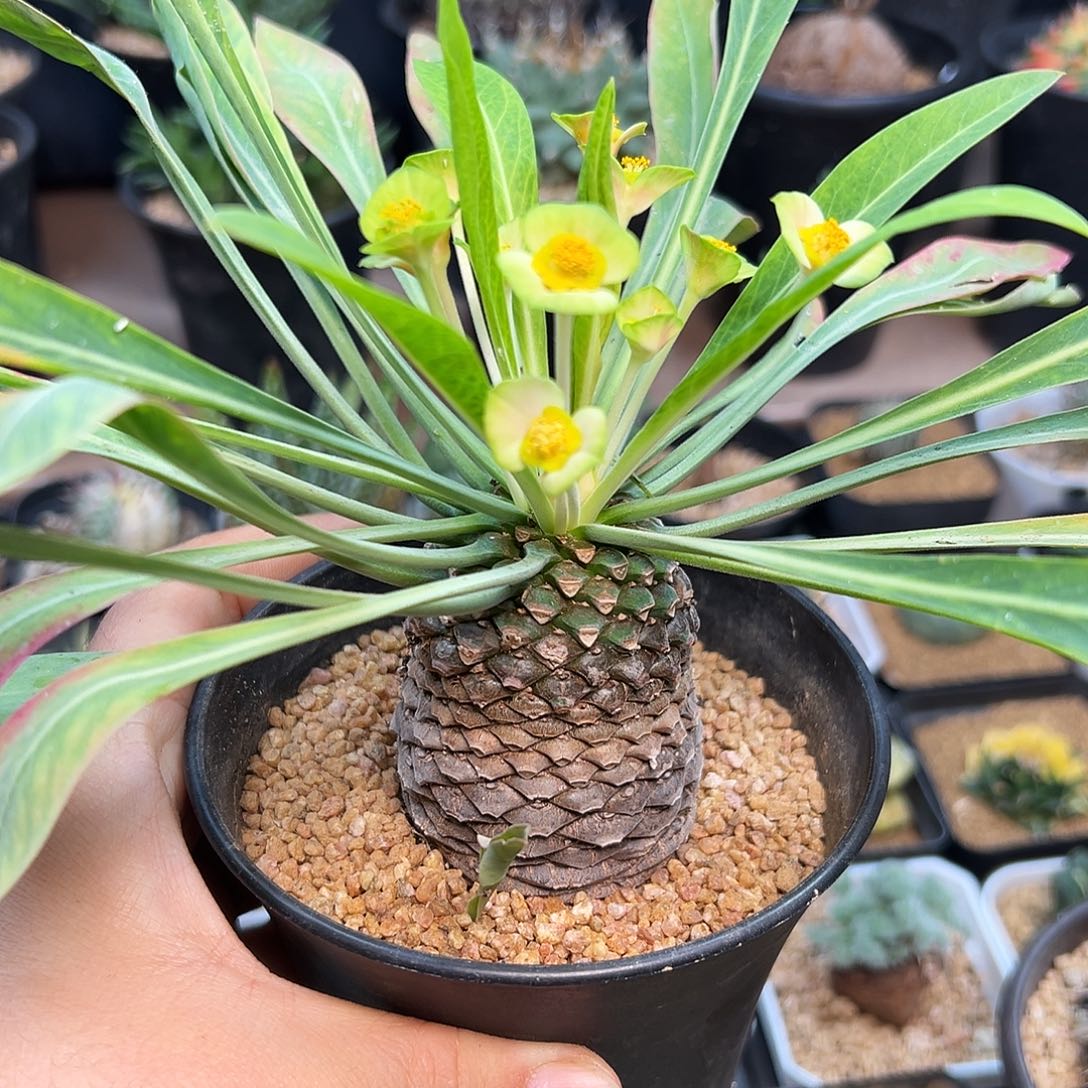 铁甲丸实生一颗一颗一颗