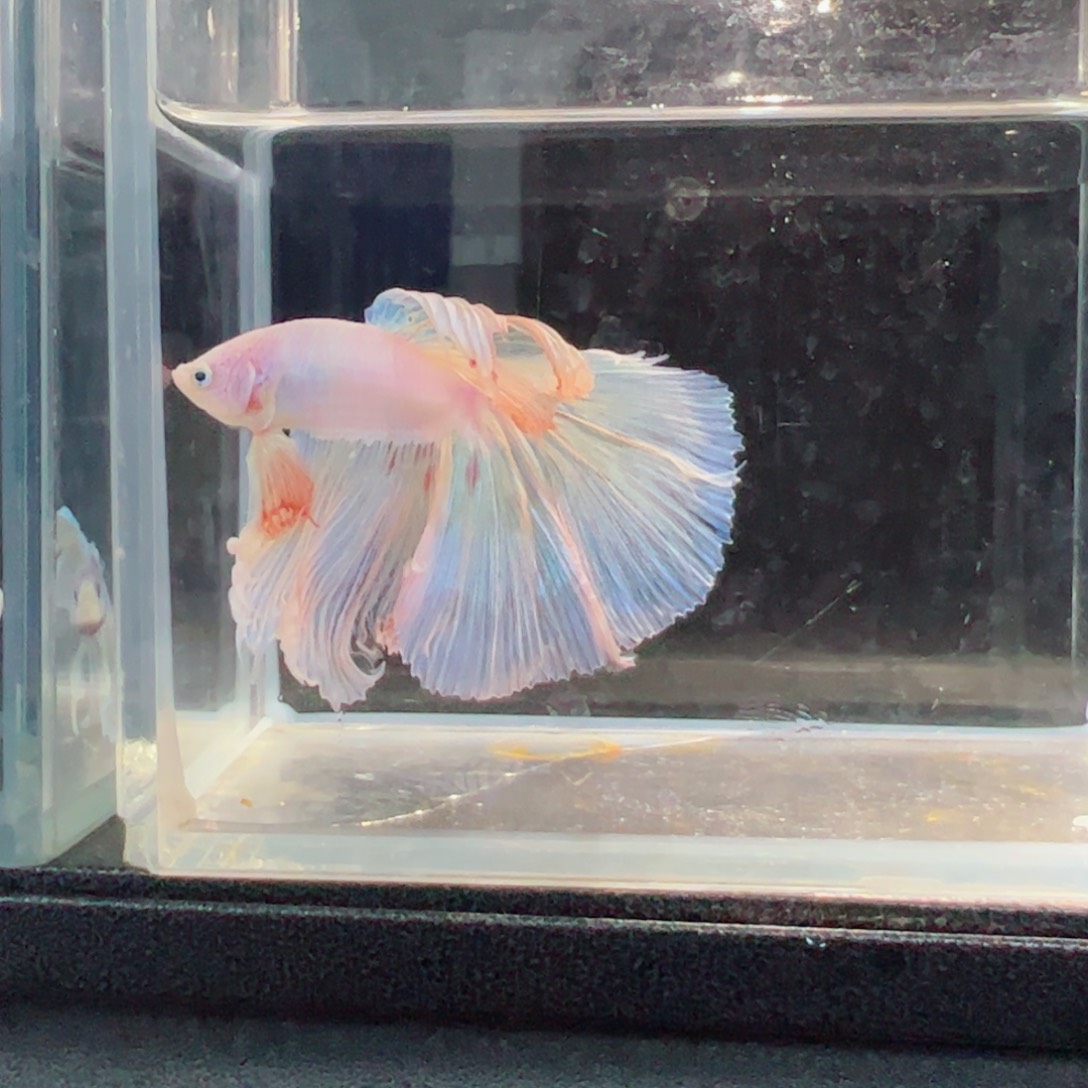 斗鱼浅色仙仙裙特殊尾