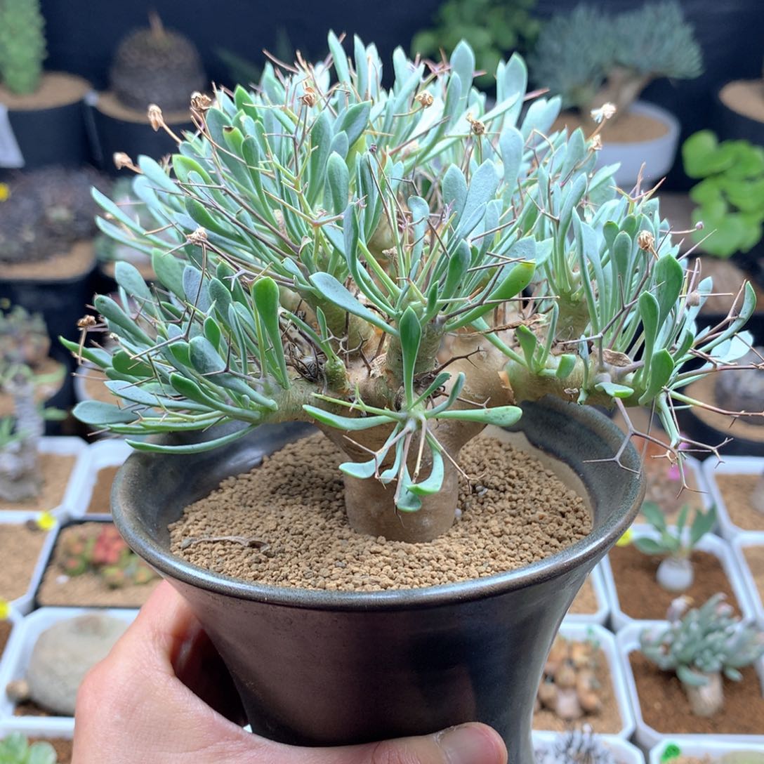 黑鬼殿厚敦菊多肉脱土