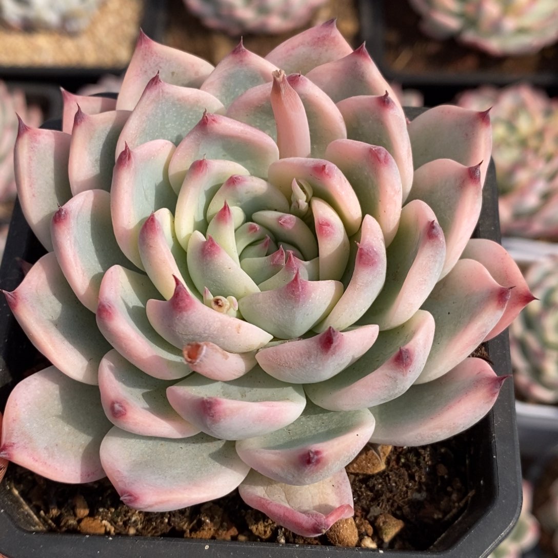 兰**果吉娃娃锦多肉植物