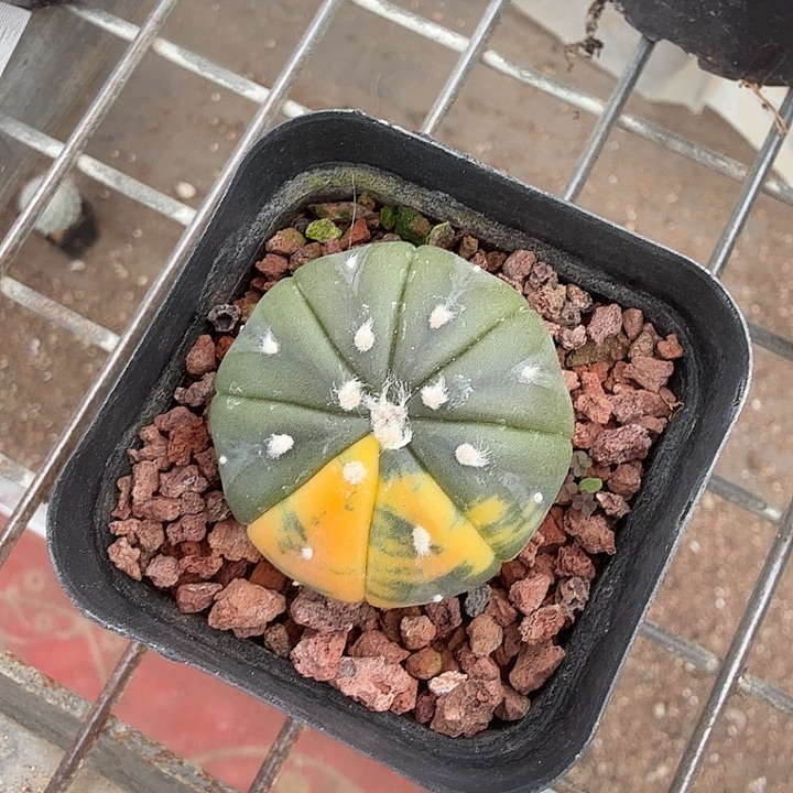 实生兜锦单头3仙人球