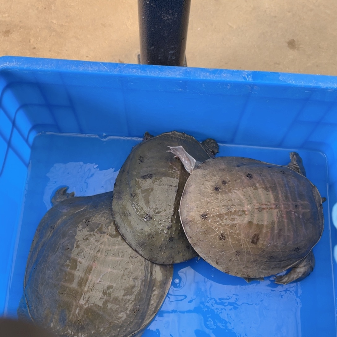 中国大陆12345678