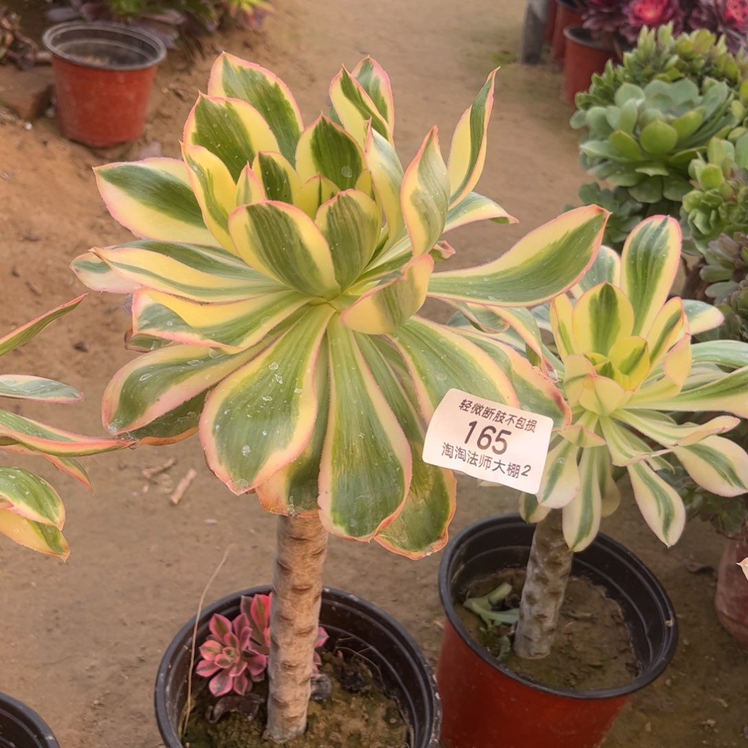 165燕资锦多肉植物