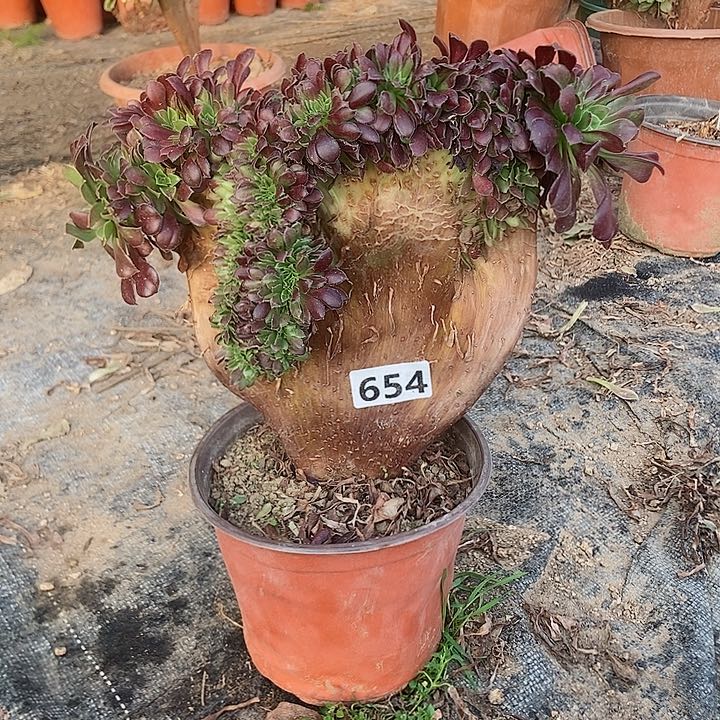654欧紫缀化老板子法师